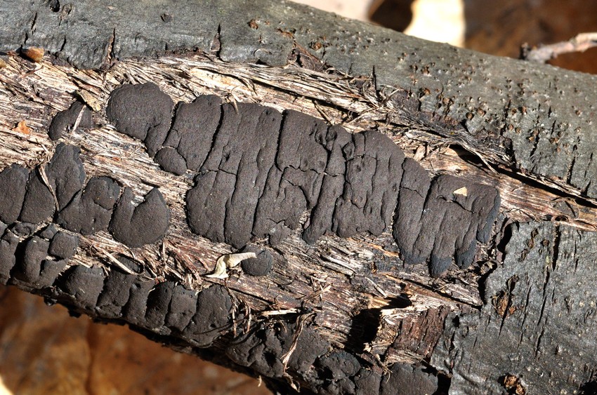 Представитель Семейства Graphostromataceae